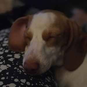 Meet your Posher, Rachel